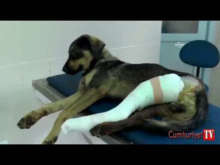 Büyükçekmece'de köpekleri av tüfeği ile vurdular