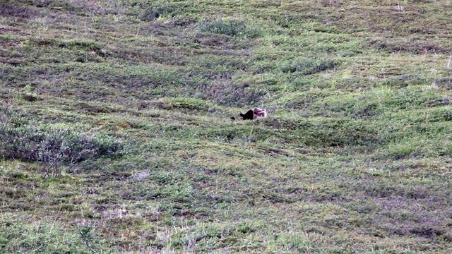 Grizzly Bear rolling down a hill at Denali National Park.