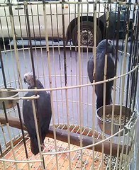 African grey Parrot