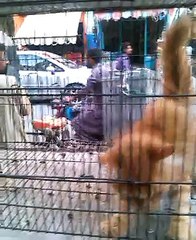 Munchkin Crazy Cat is Playing