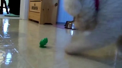 Dog plays with a toy frog, very funny and cute video