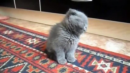 Funny interesting, Funny Epic Fail Win 2015 - funny dogs __ Funny Berry Compilation Episode 29