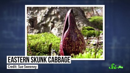 Plants That Keep Themselves Warm