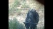 Chimp smokes cigarette in zoo