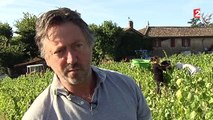 Vendanges : de la qualité, mais moins de quantité dans le Beaujolais