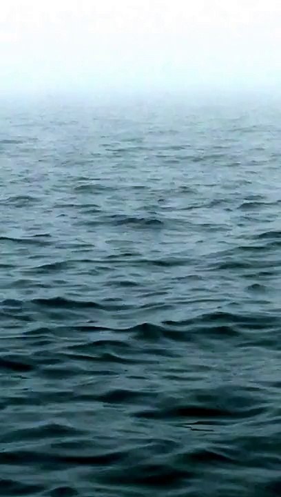 Humpback Whale - Whale Backflip  - amazing Whale Backflip