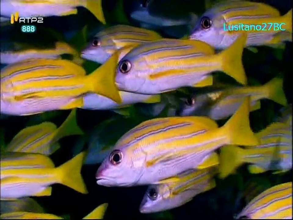 Mares e Oceanos - Maldivas - RTP2