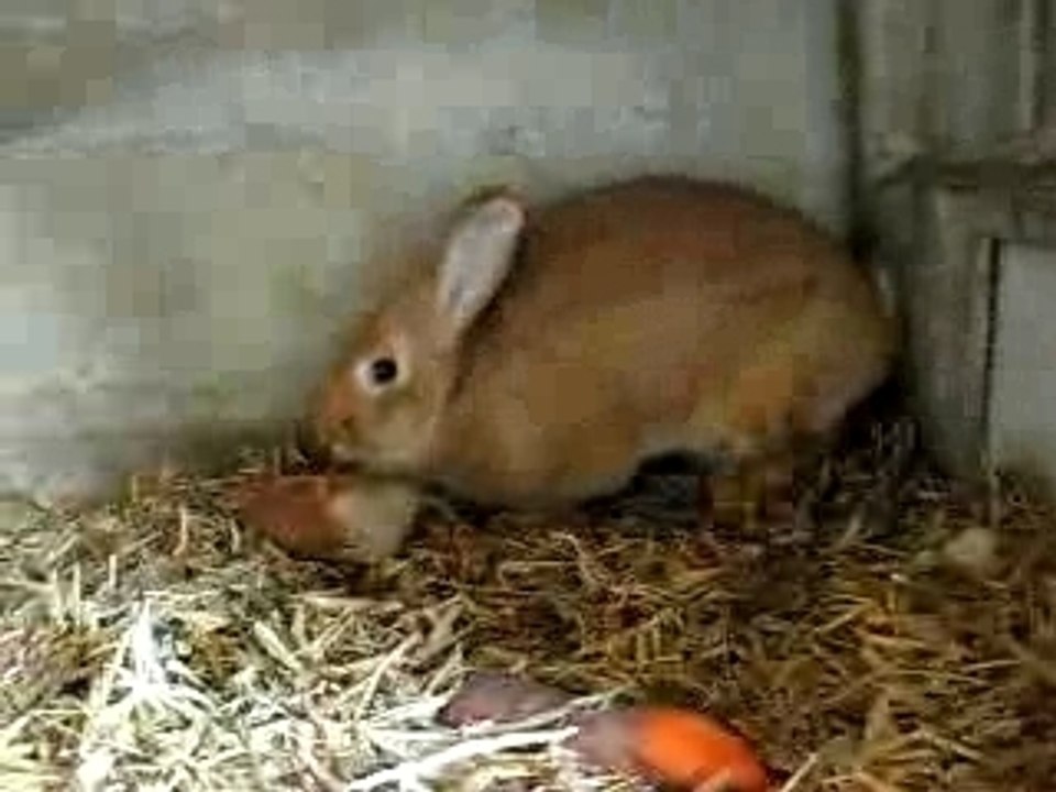 lapin méchant