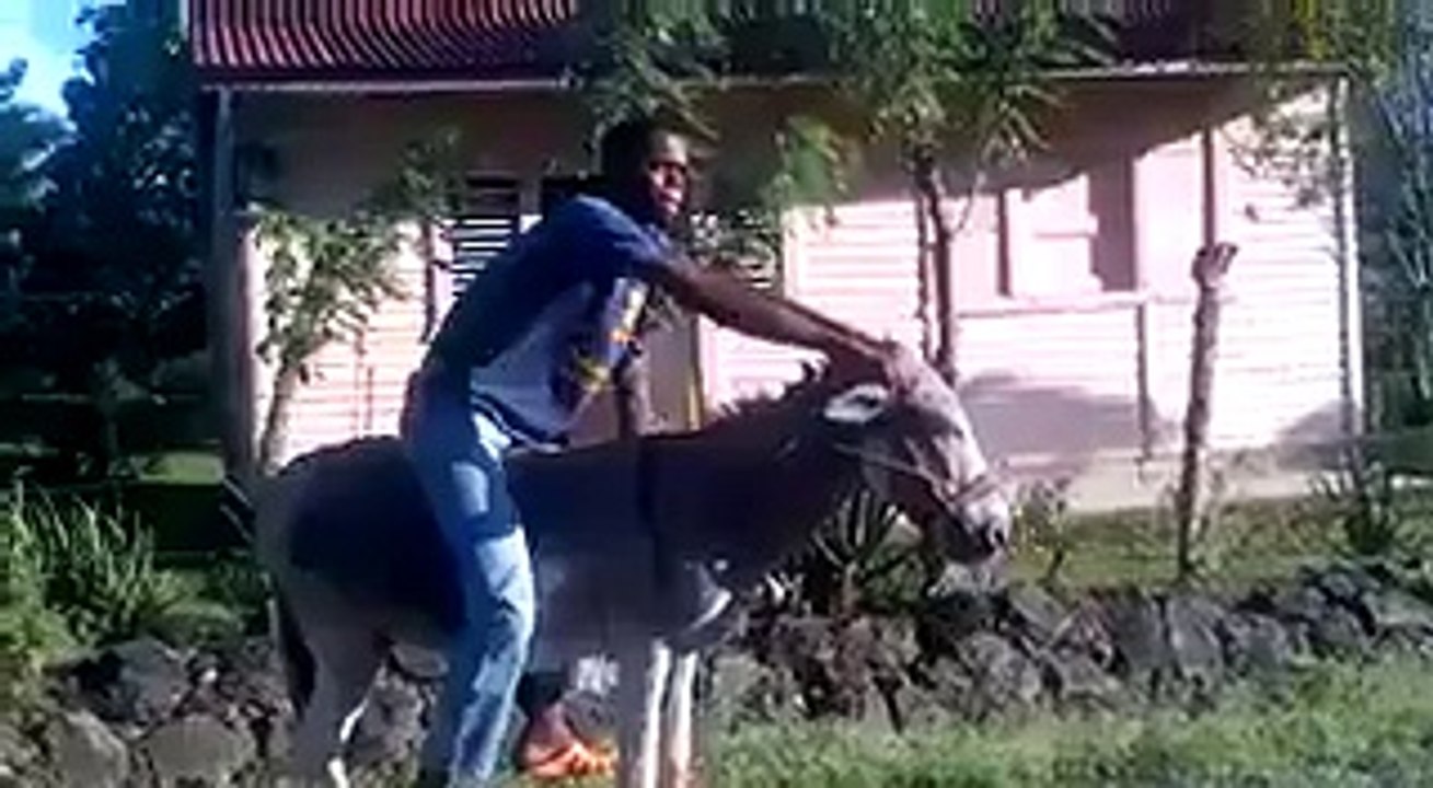 donkey bike funny