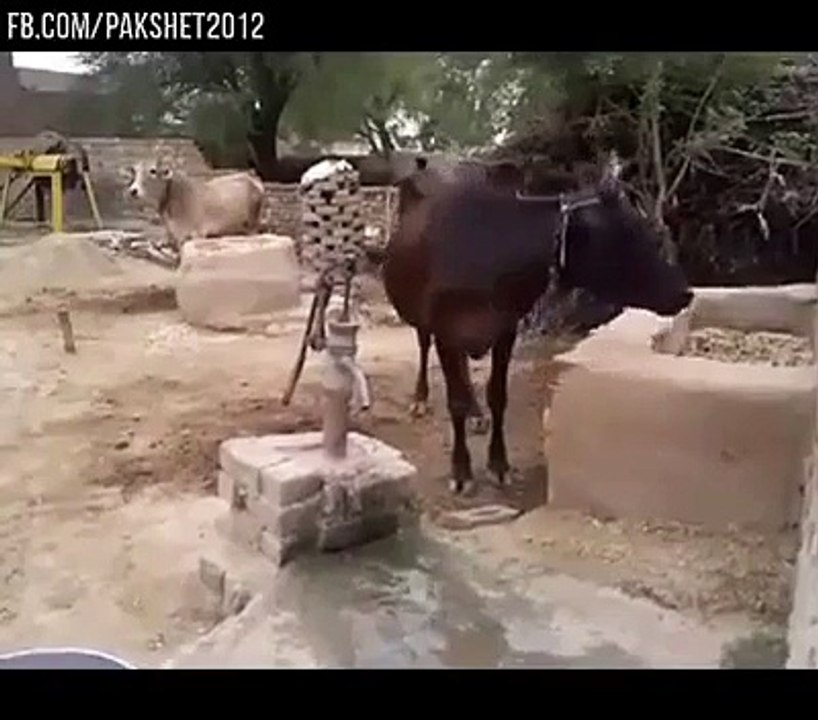 buffalo drink water on handpump