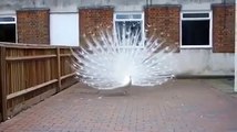 white peacock dancing