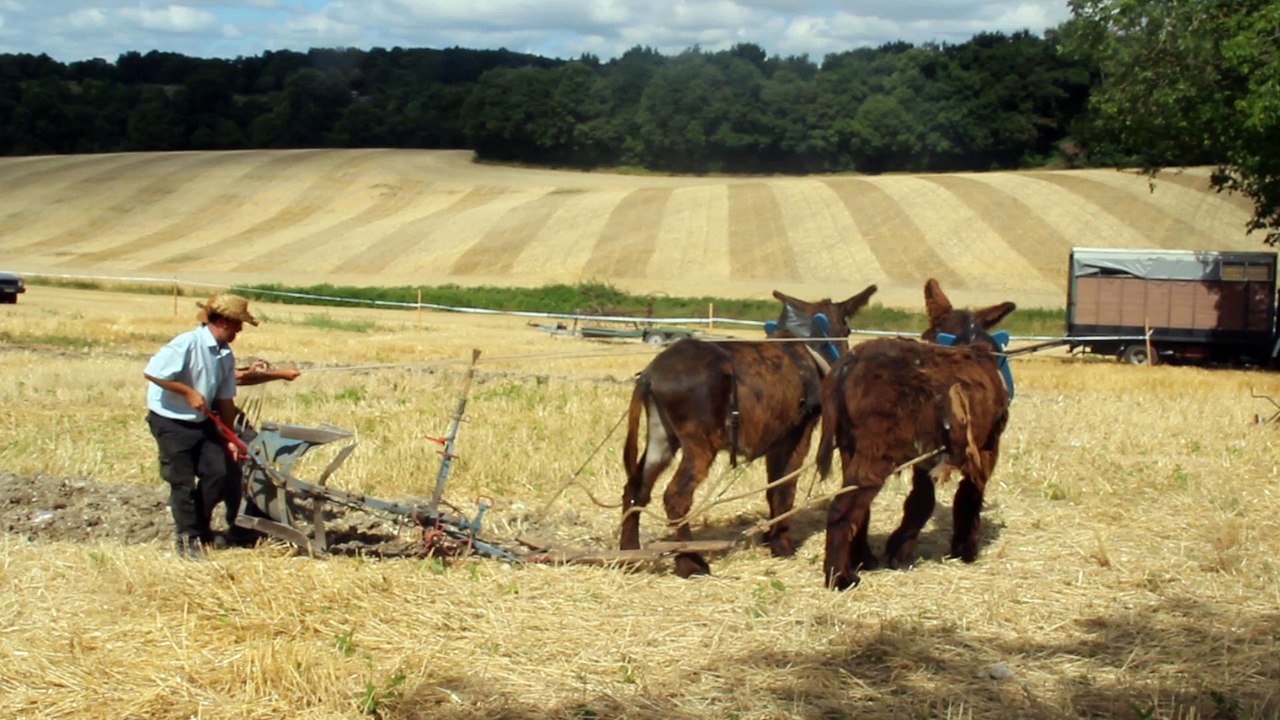 faire les foins avec ânes du poitou