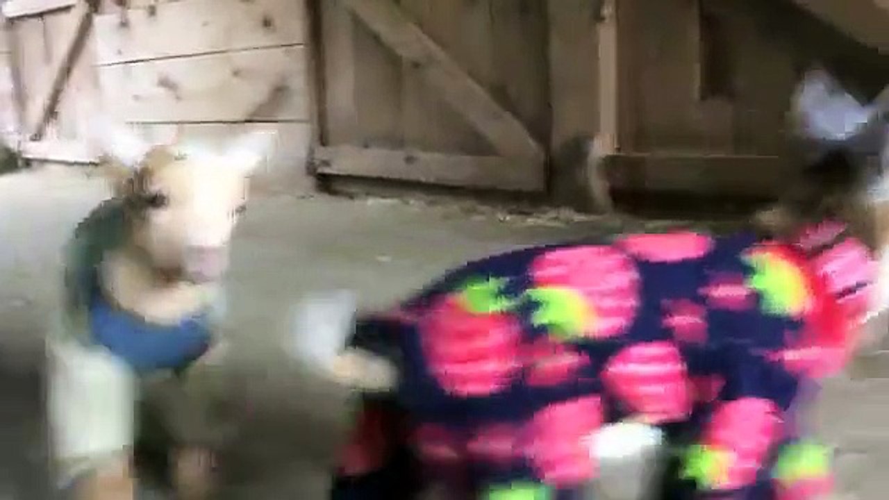 to litte goat funny vedio