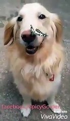 J'suis un gentil chien. Même les papillons m'aiment