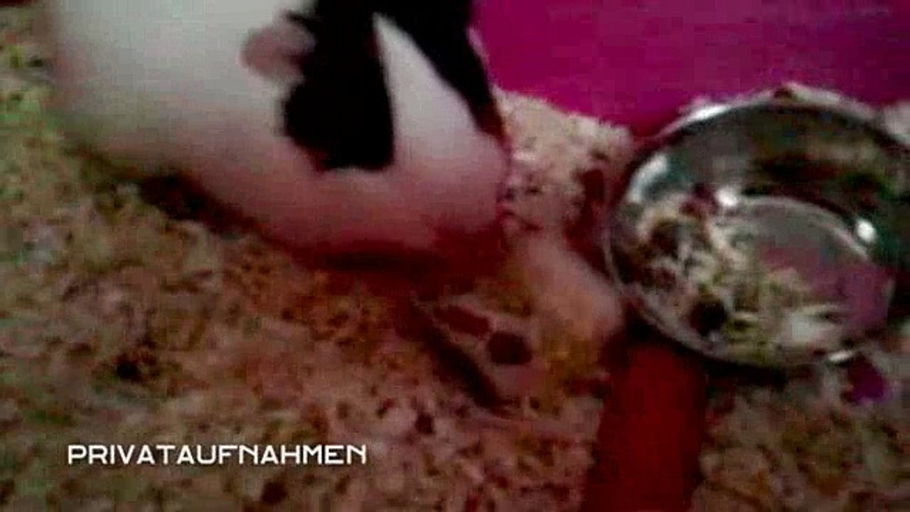 Unglaubliche Tierquälerei