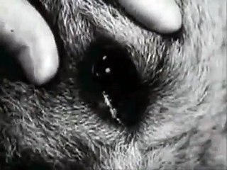 REAL ZOMBIE DOGS!!!! 1940's Russian Experiment  part 2