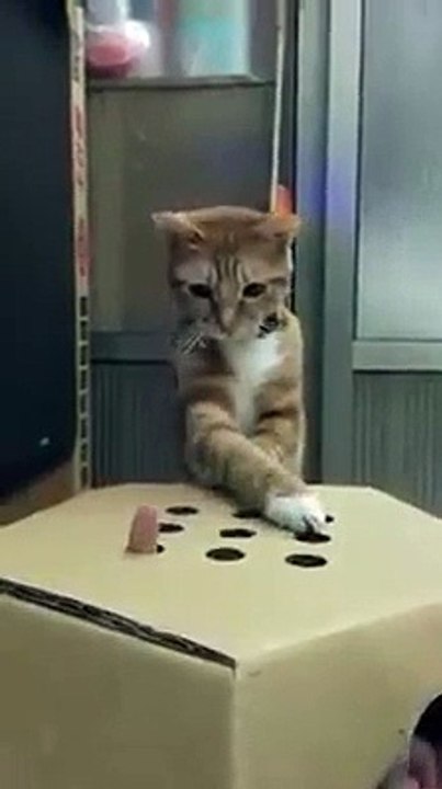 Funny Cat playing