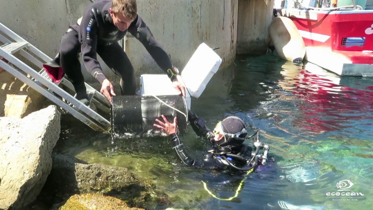 Préfiguration CASCIOMAR: Premier repeuplement