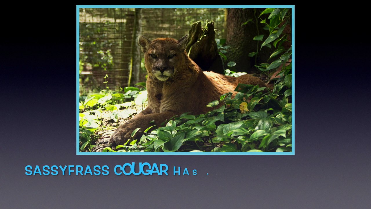 How To Groom A Big Cat