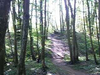 un gros bisous dans l'arbre
