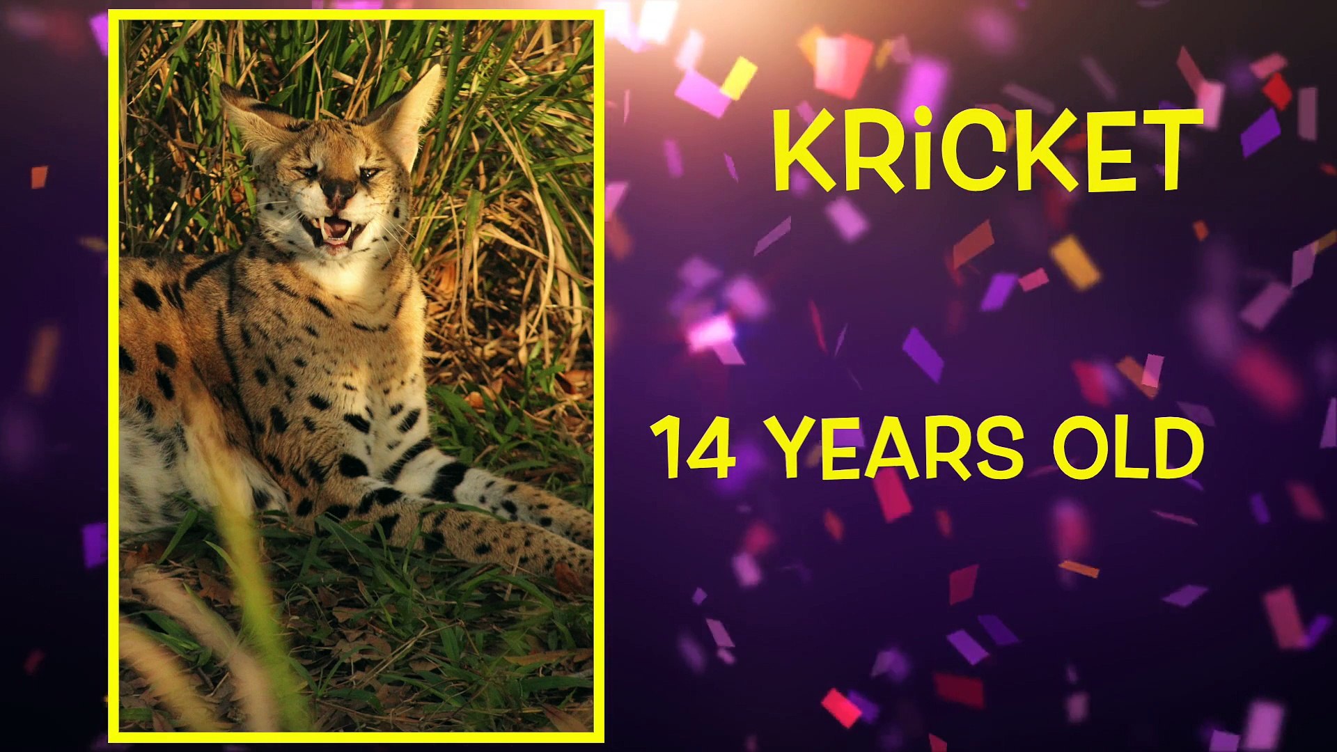 April Big Cat Birthdays