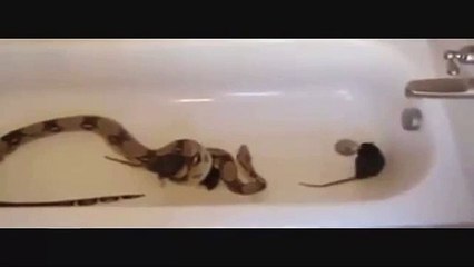 ac yılana fare atılırsa ne olur izleyin