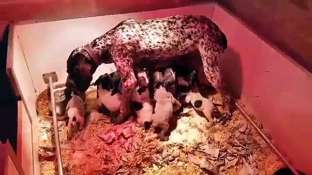 video-GHANA ET 15 CHIOTS BRAQUE D'AUVERGNE DES HAUTS DE ROUILLAC