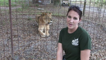 What Happens When You Neuter A Male Lion
