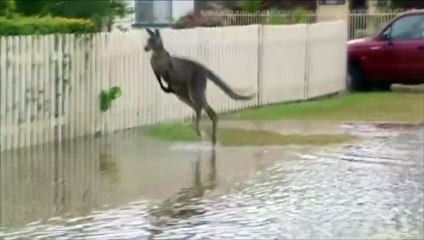 Un kangourou se promène malgré les inondations qui frappent l'Australie
