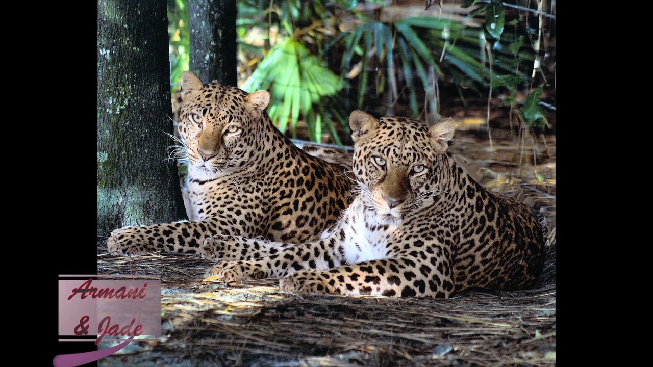 Big Cat Love