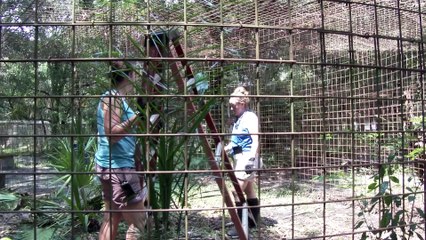 Beating The Summer Heat At Big Cat Rescue