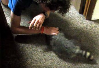 Sly Raccoon, Monarch Butterfly Hatching