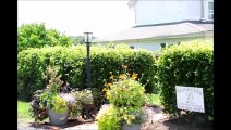 Viburnum Hedges    Tips on PLanting a Hedge