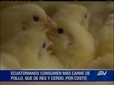 Reportaje producción pollos