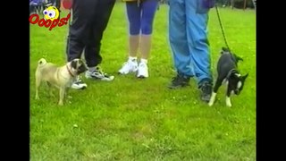 Funny Animals   Funny Dogs Video Compilation