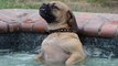 Dog Seriously Loves The Hot Tub, So Don't Shut Off The Bubbles