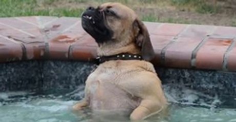 Dog Seriously Loves The Hot Tub, So Don't Shut Off The Bubbles