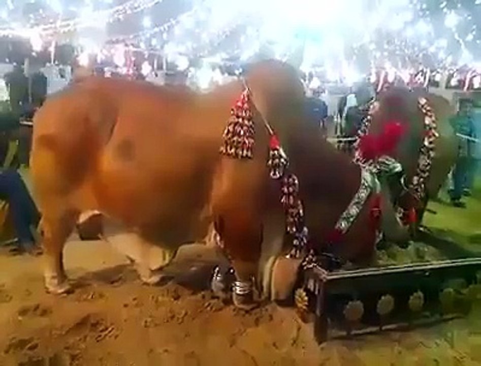 Wow - Super Bull