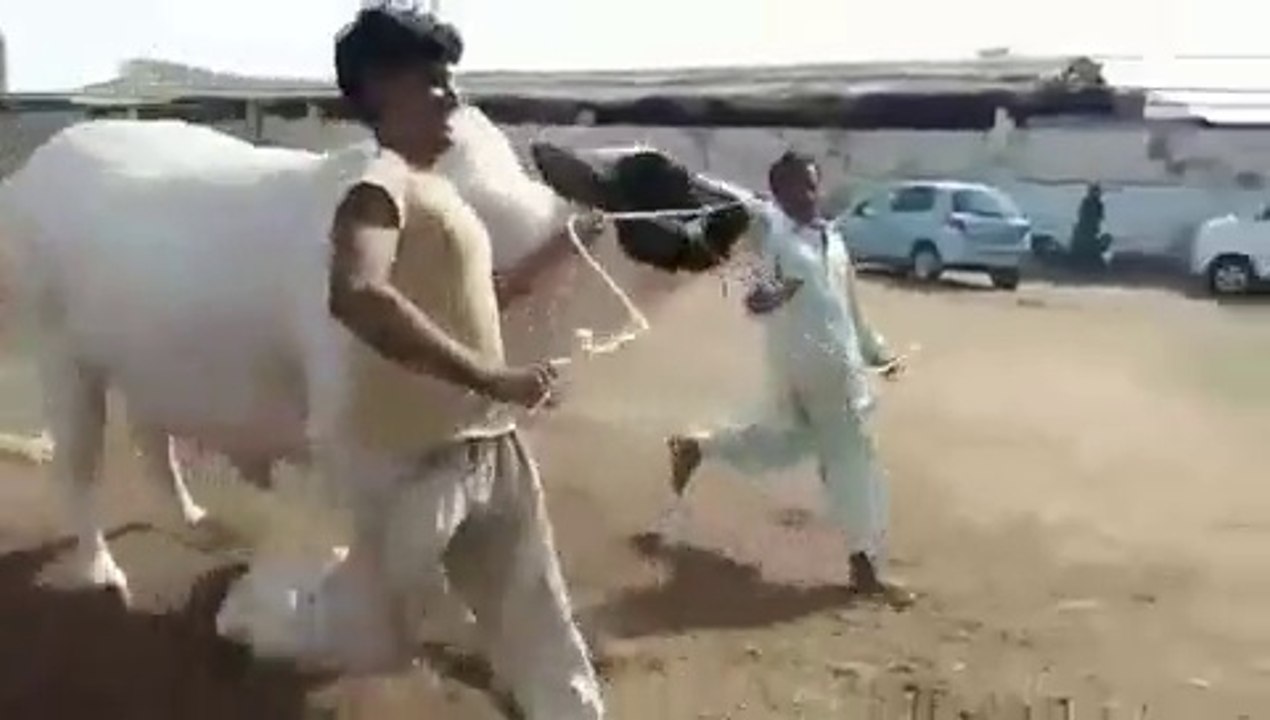 Dabang Bull