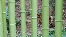 RARE Endangered Sumatran Tigers at the Atlanta Zoo Amazing Creatures!