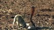 Mongoose Attack Cobra Snake incredible Fighting Video -