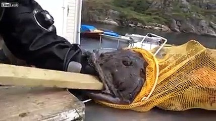 Noodling in Russia comes with its own unique challenges.