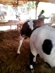 Desi Bachra For Sale 2015 (03017616404 Aslam ) only intrested person