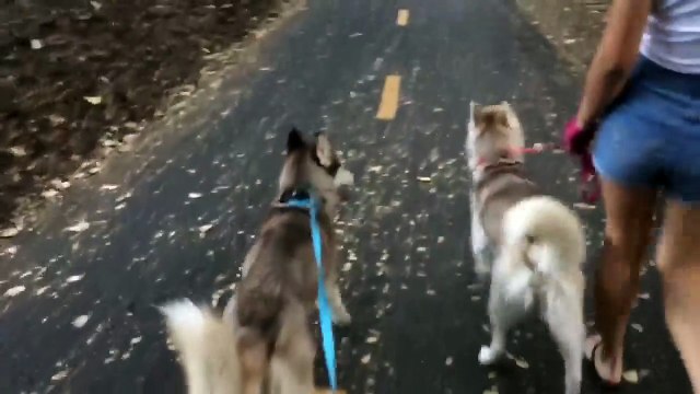 Ce chaton adorable fait une promenade avec ses chiens. Je crois que je vais défaillir !
