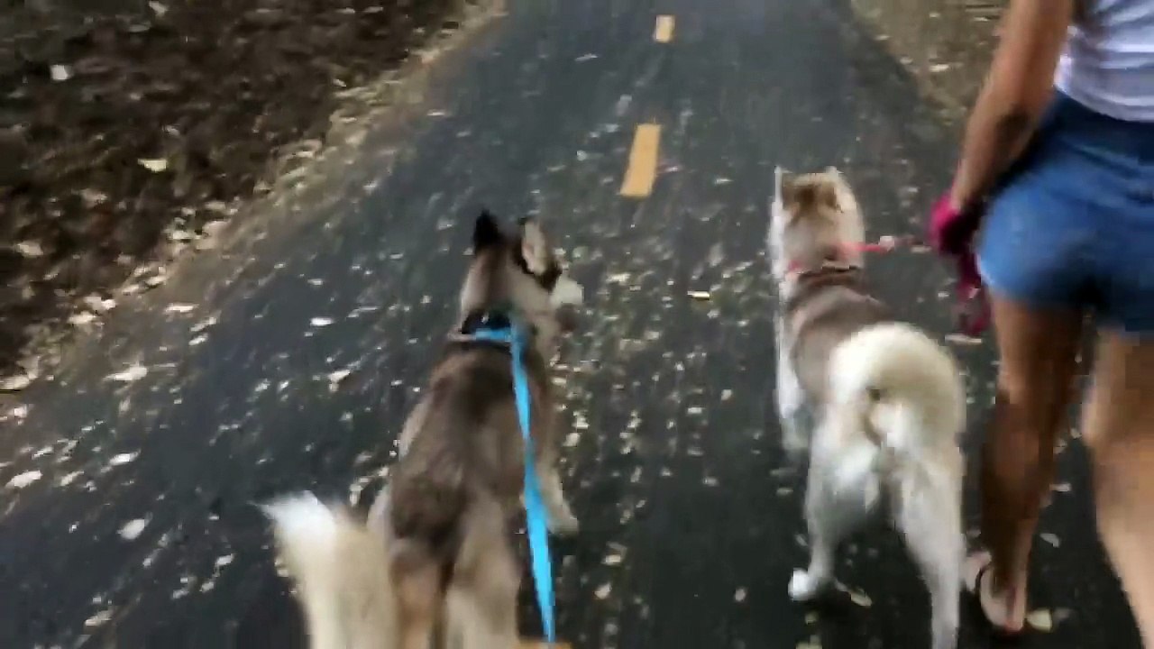 Ce chaton adorable fait une promenade avec ses chiens. Je crois que je vais défaillir !