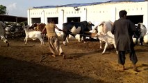 Heaviest Bachra Rehman Cattle Farm 2014 memories