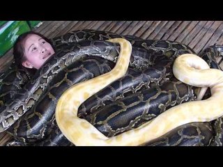 massage by snakes in phillipines-must watch