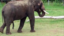 Funny Elephant uses his Penis to scratch himself