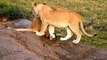 Animals Video - African Animals -  Lion Video - Lions Playing - Baby Lions - African Lion