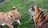 Animals Video - African Animals - A Man With Lions and Tiger - Lions Vs Tigers - Tiger Video - Lions